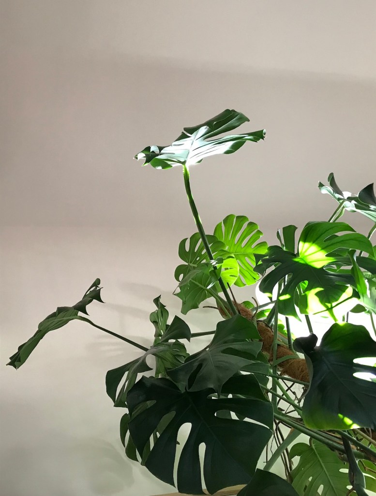 277dd-hph-photo-diary-19.-house-plant-house-blogpost-march-2022_22.jpg