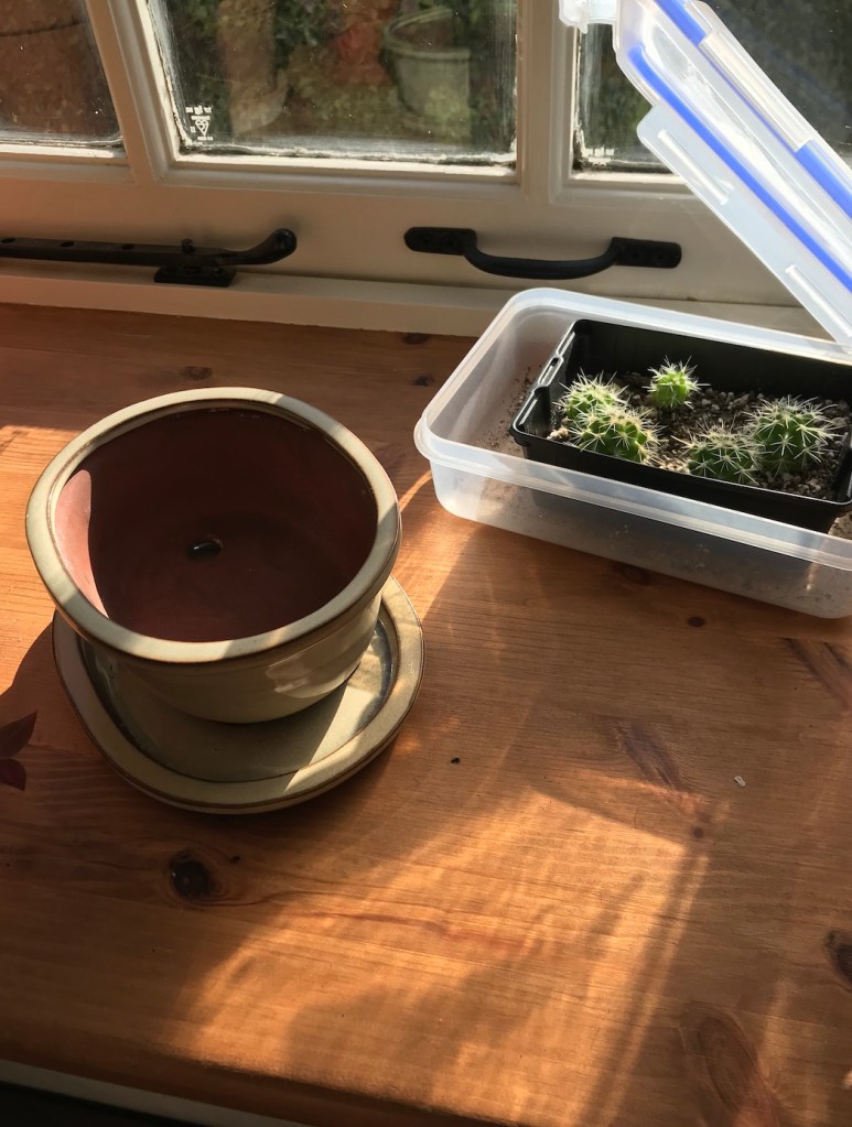 27bf1-spring_equinox_repotting_diaries_house_plant_house_blogpost_19.jpg