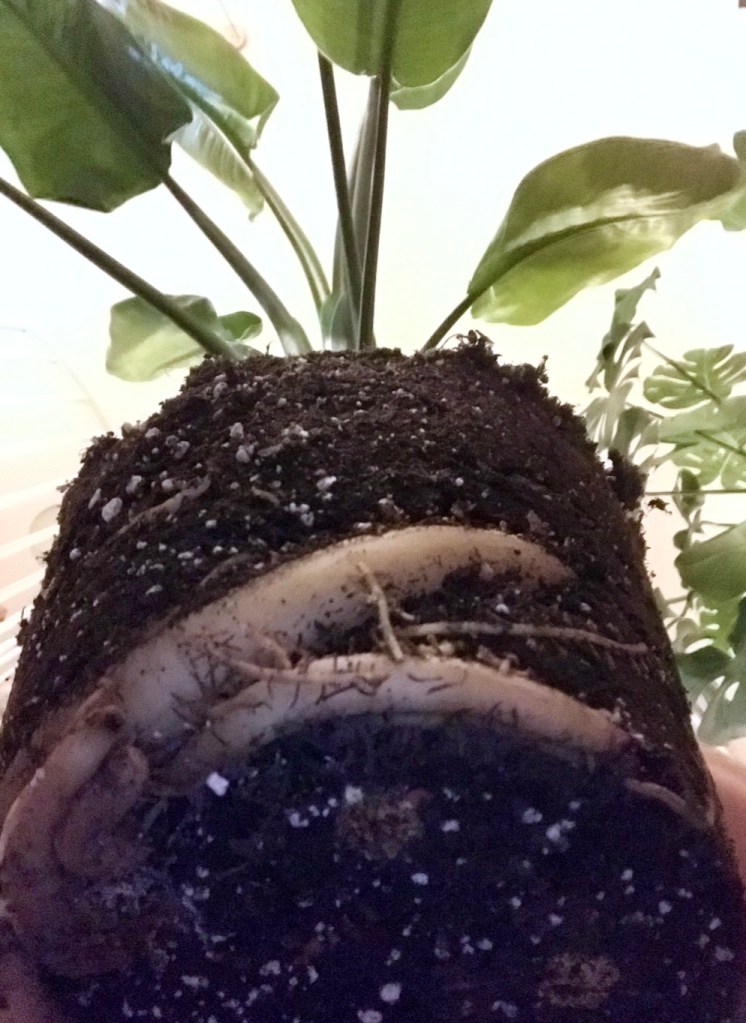 2aed0-post-winter-plant-pep-up-getting-your-houseplants-to-look-their-best_4.jpg