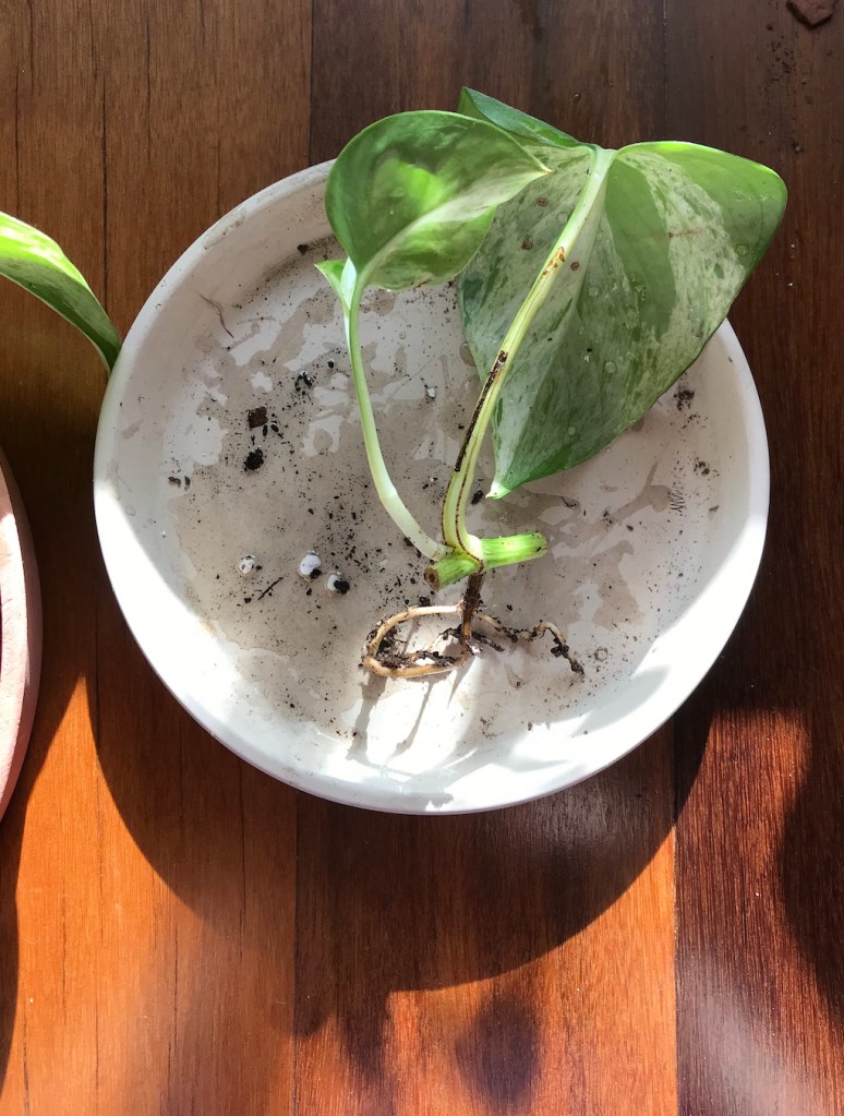 Spring equinoxx repotting diaries: Marble queen pothos propagations