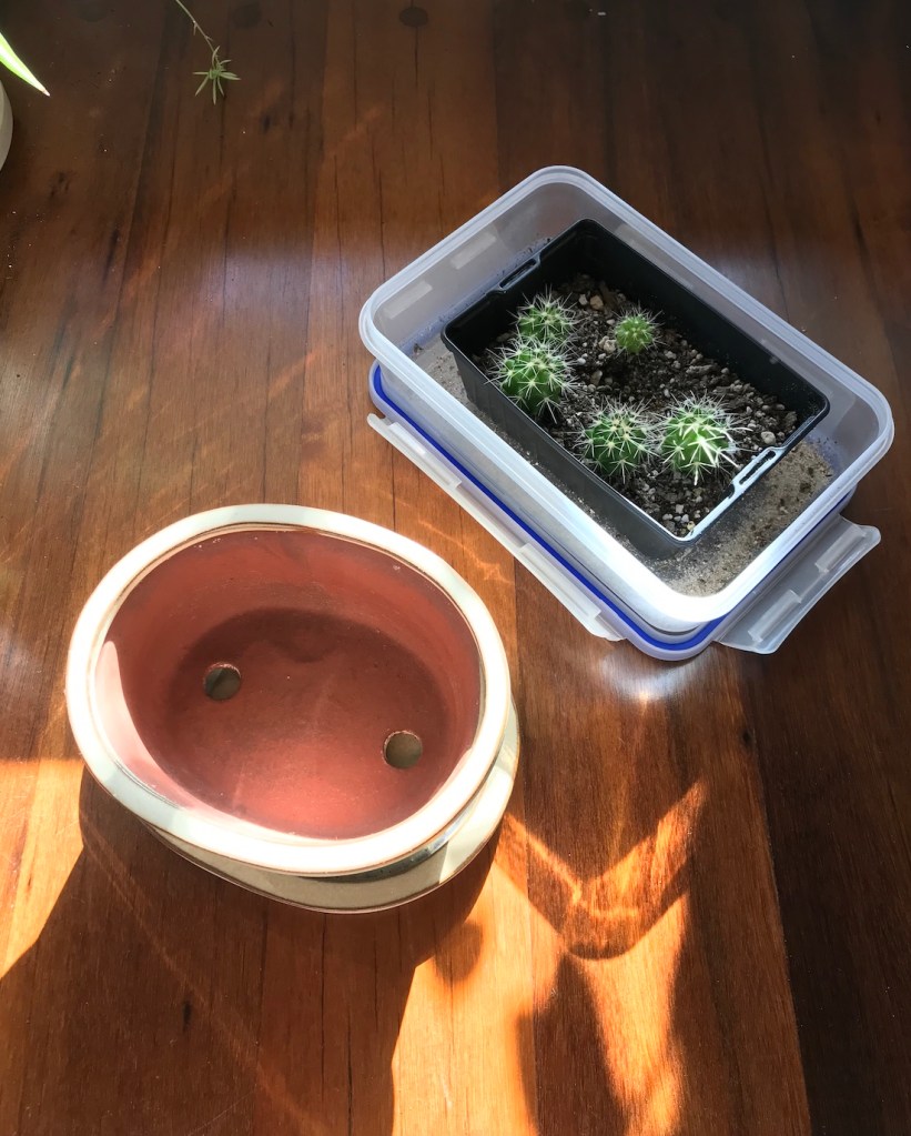 32026-spring_equinox_repotting_diaries_house_plant_house_blogpost_20.jpg