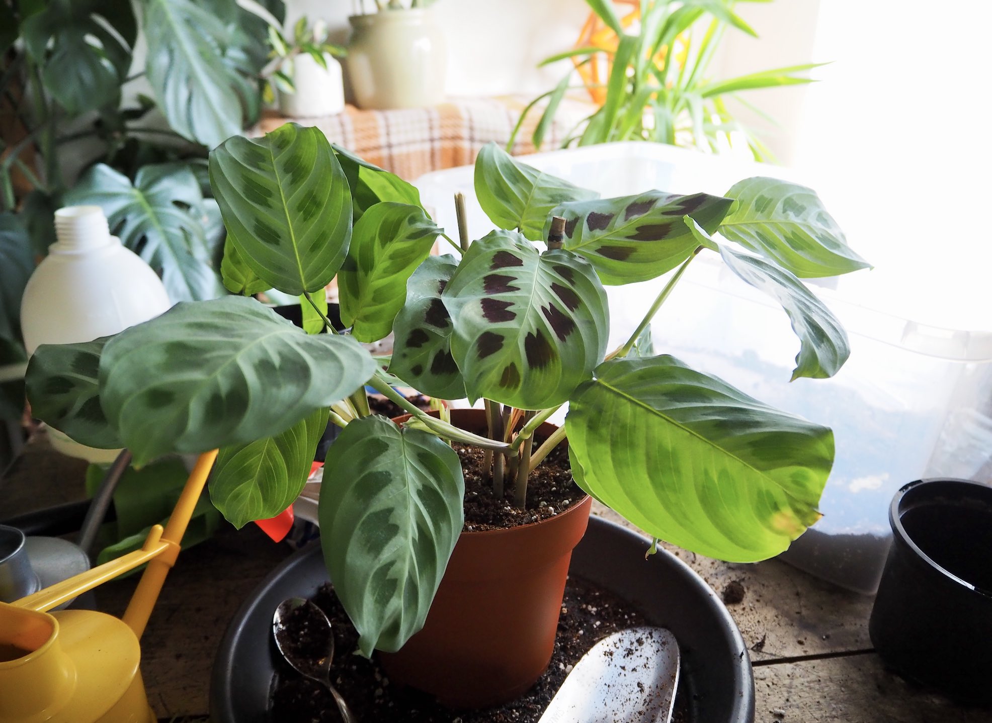 Maranta leuconeura Care Guide - repotting