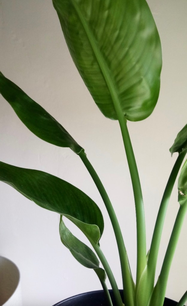 34a60-strelitzia-bird-of-paradise-crane-flower-crane-plant-care-guide-blogpost-house-plant-house_2.jpg
