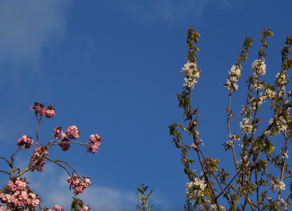 34bd2-hphhouseplanthousephotodiary20cherryblossomsakuraseason_30.jpg