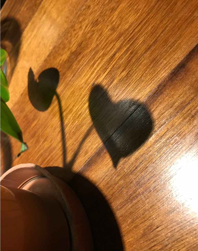 HPH photo diary / 19. Walks, Plants, Shadows