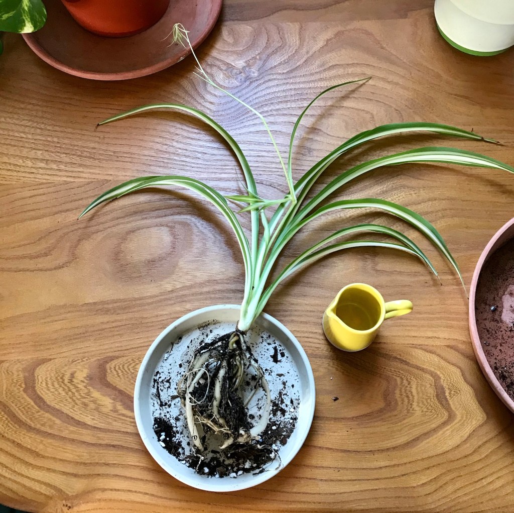 Spider plant rescue: Spring equinox repotting diaries