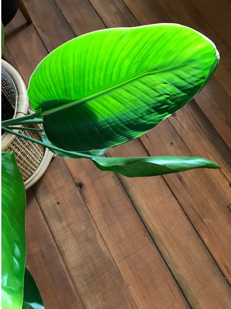 3922d-post-winter-plant-pep-up-getting-your-houseplants-to-look-their-best_2.jpg