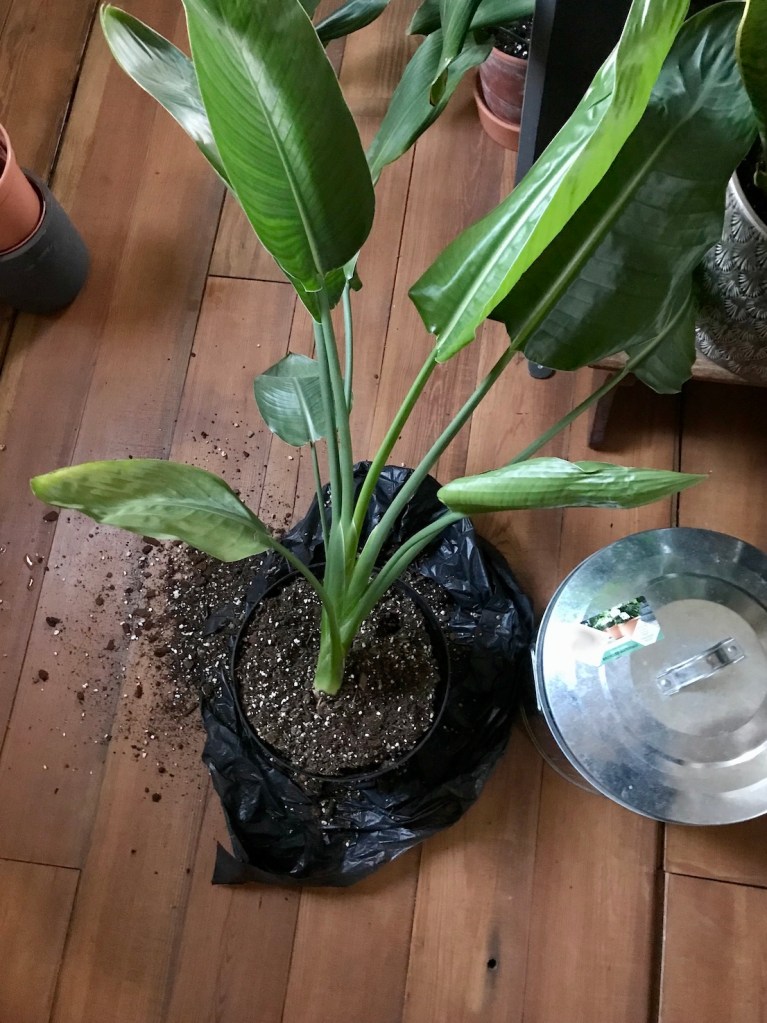 3b353-spring_equinox_repotting_diaries_house_plant_house_blogpost_4.jpg