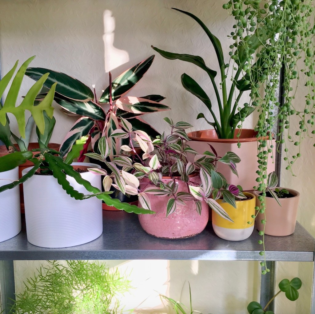 3c7fd-strelitzia-bird-of-paradise-crane-flower-crane-plant-care-guide-blogpost-house-plant-house_13.jpg