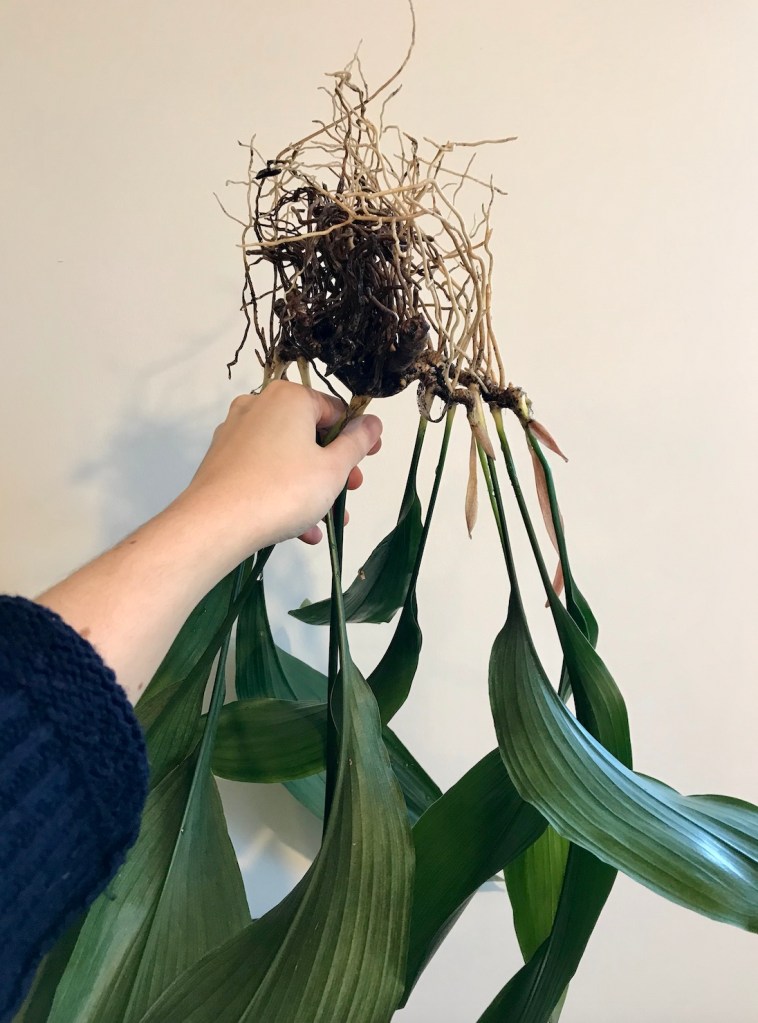 Aspidistra elatior repotting progress...roots!