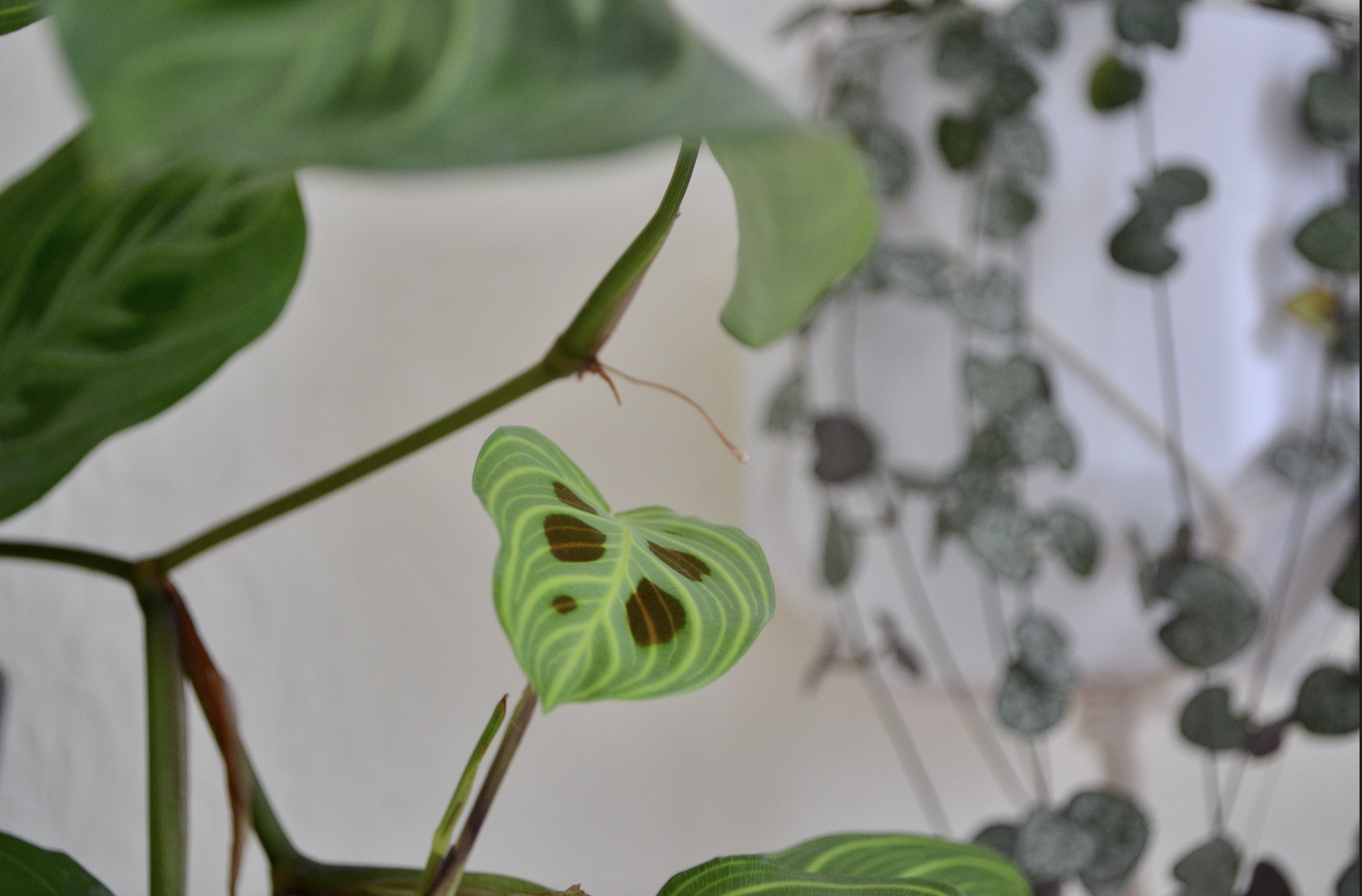 Maranta leuconeura new leaf