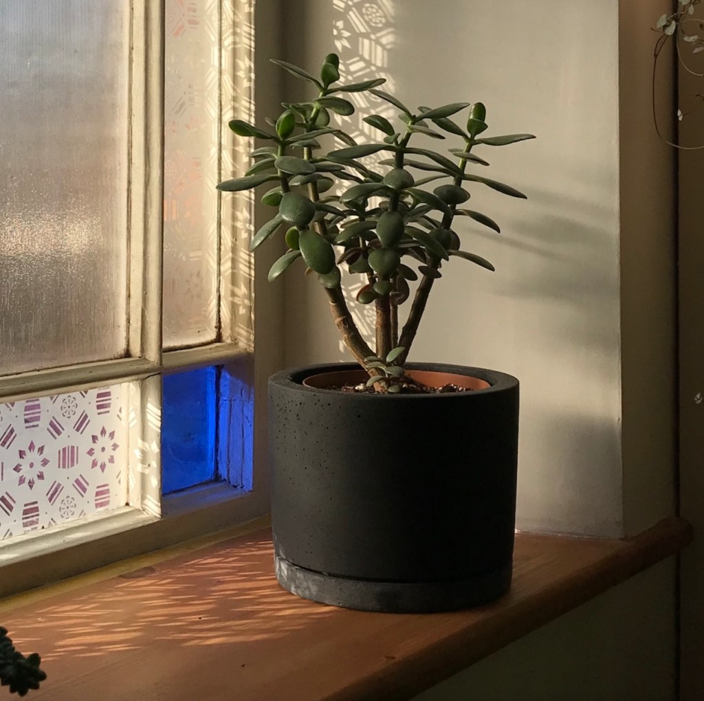 3f329-10-of-my-favourite-houseplants-to-give-as-gifts_house_plant_house_blogpost_1.jpg