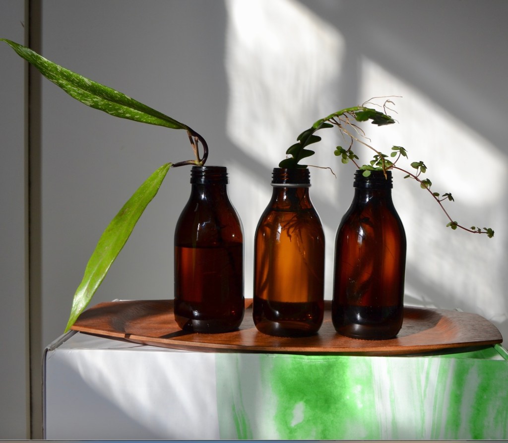 3fd79-then-and-now-an-update-on-my-propagated-houseplants_house_plant_house_blogpost_15.jpg