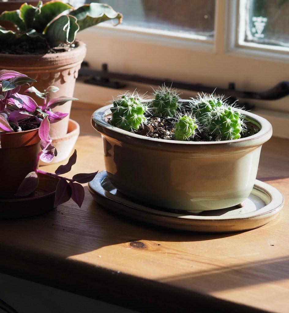 40fcd-spring_equinox_repotting_diaries_house_plant_house_blogpost_26.jpg
