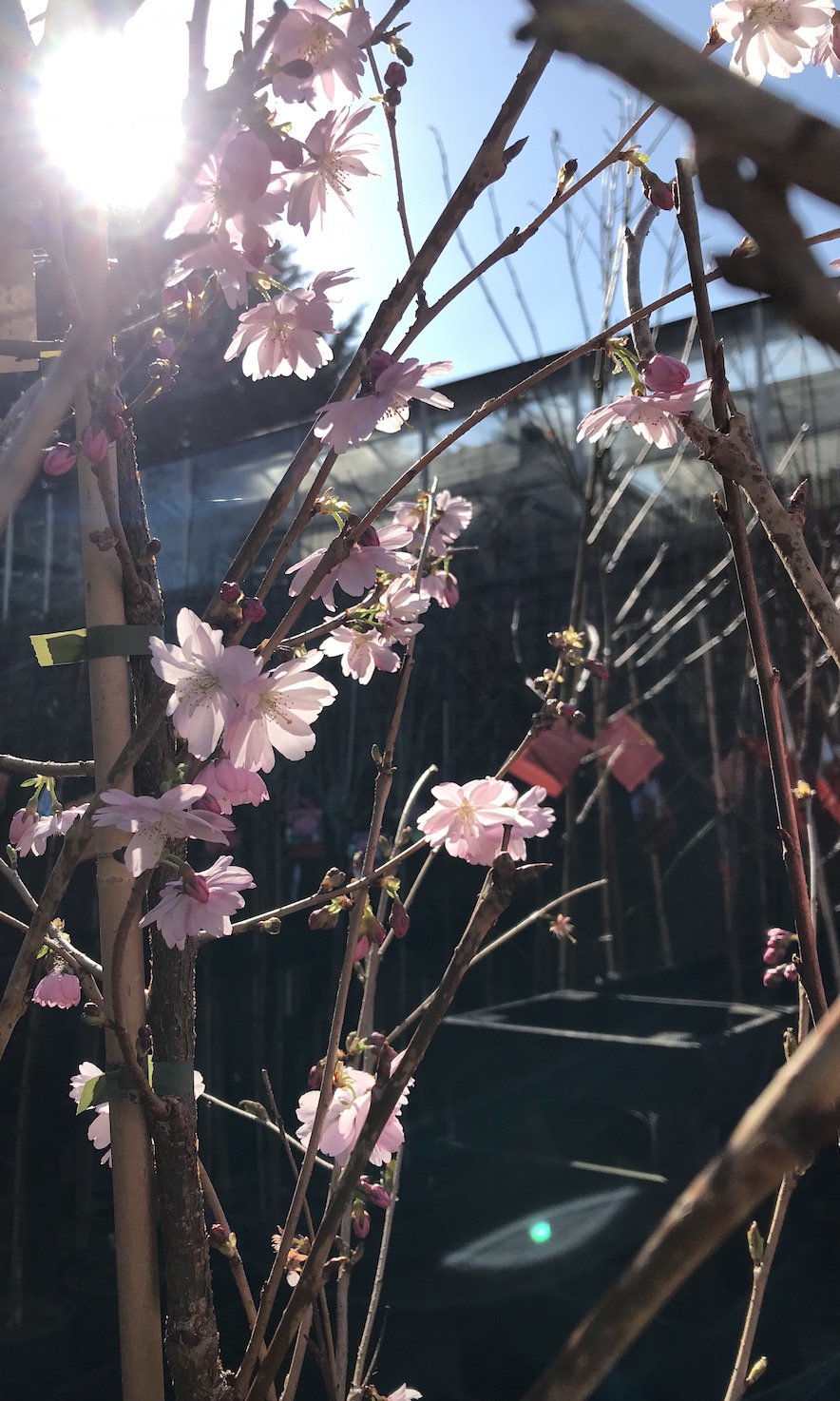 HPH photo diary / 20. Cherry Blossom Season