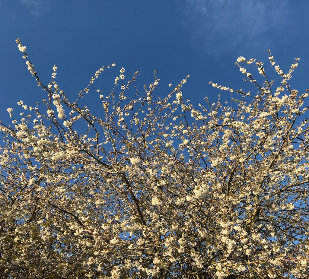 Cherry blossom walks