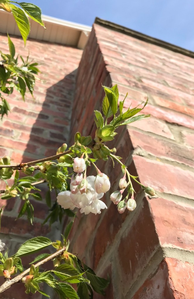 4ee0f-hphhouseplanthousephotodiary20cherryblossomsakuraseason_35.jpg