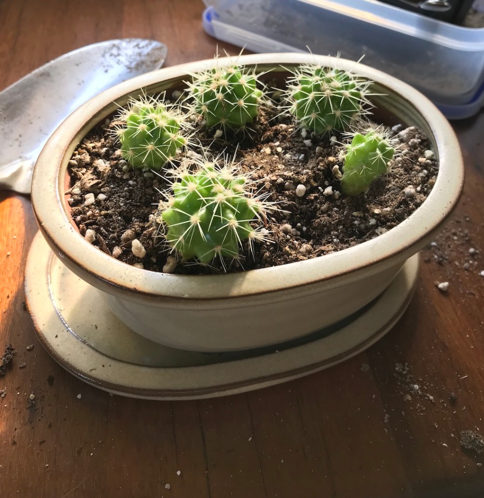 5590f-spring_equinox_repotting_diaries_house_plant_house_blogpost_24.jpg
