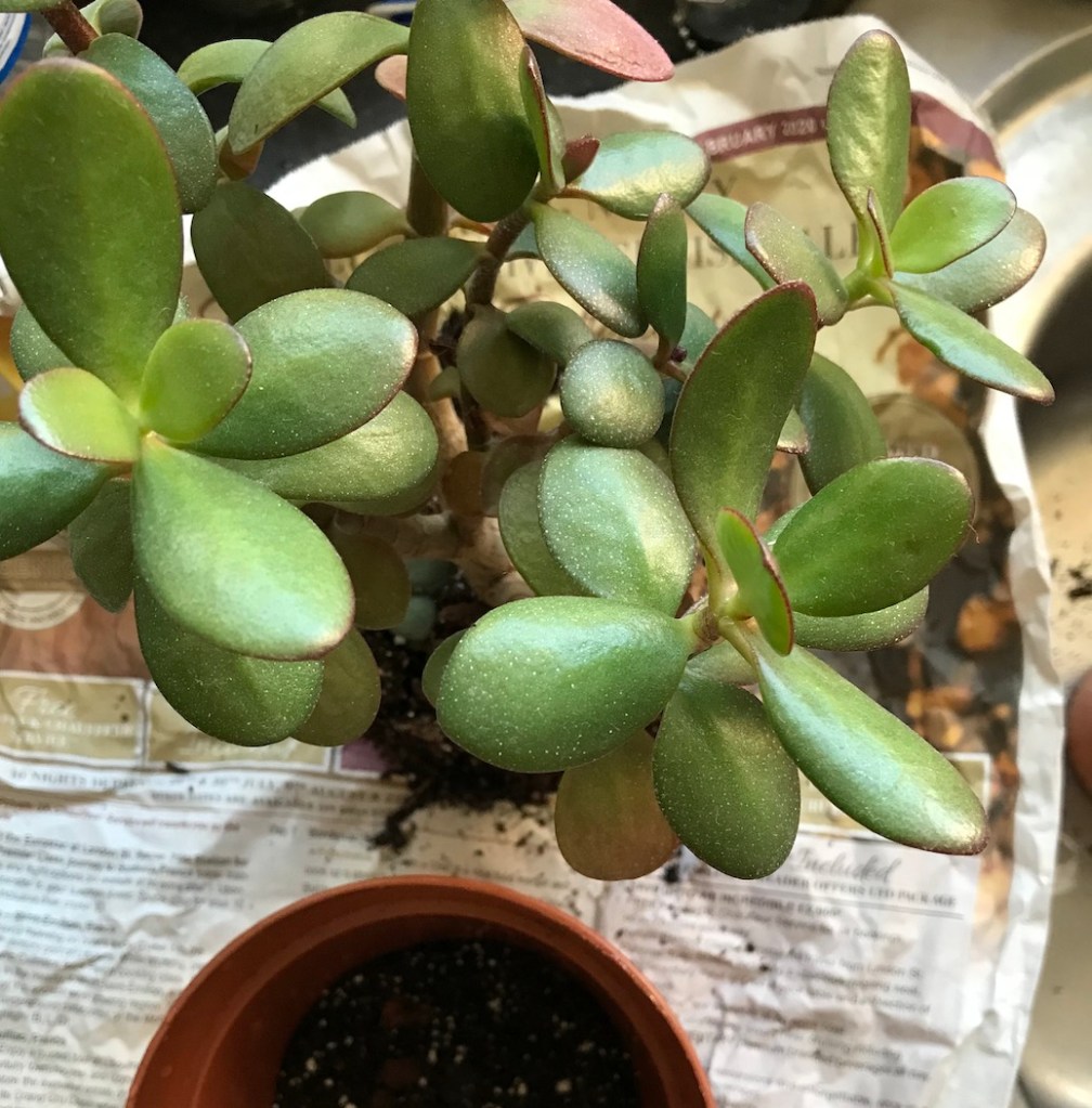 55b4b-10-of-my-favourite-houseplants-to-give-as-gifts_house_plant_house_blogpost_2.jpg