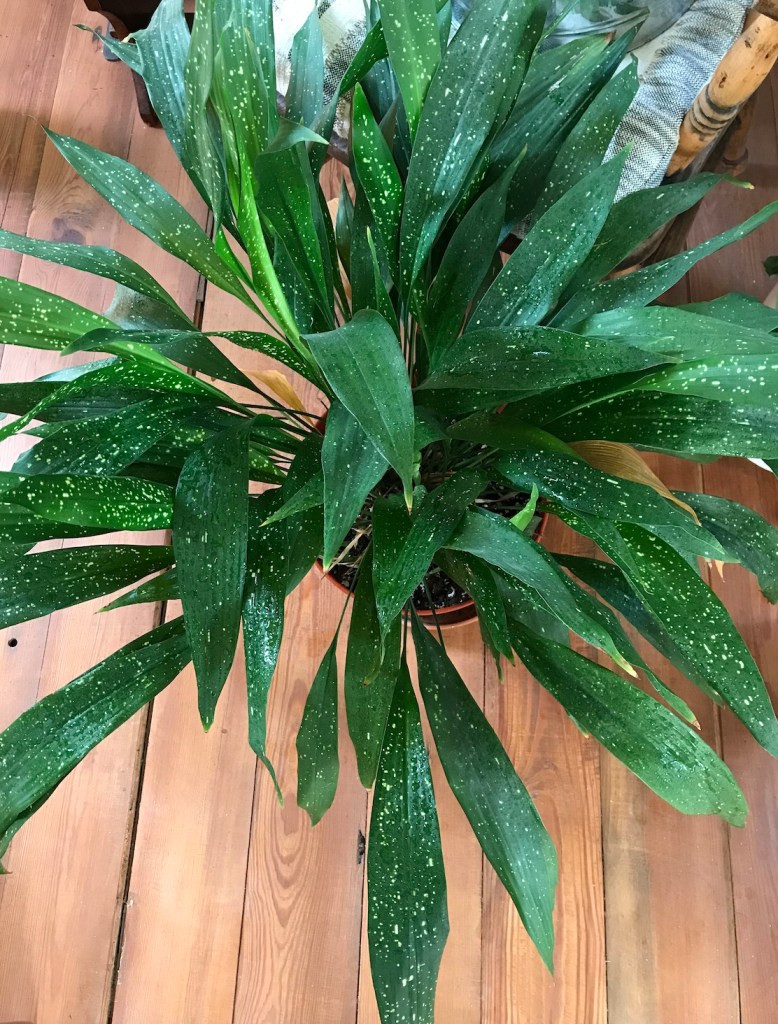 Aspidistra Milky Way Repotting