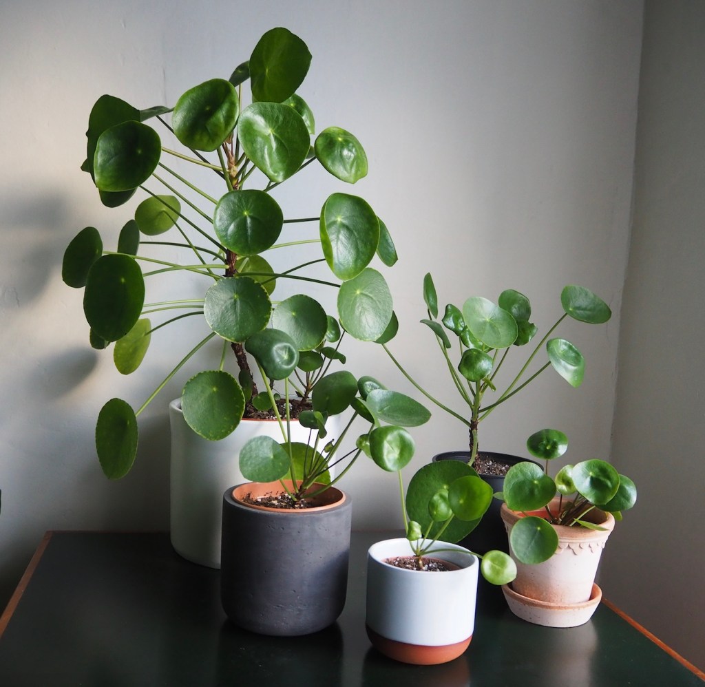 56660-then-and-now-an-update-on-my-propagated-houseplants_19_pilea.jpg