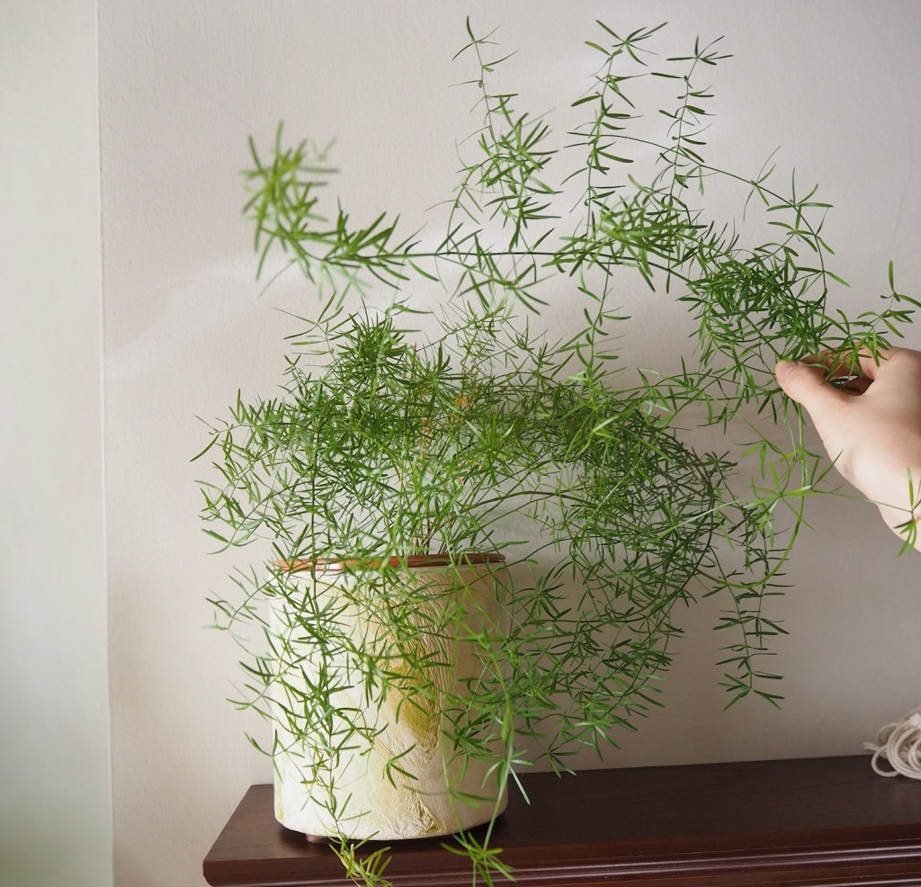 5c511-10-of-my-favourite-houseplants-to-give-as-gifts_house_plant_house_blogpost_7-1.jpg