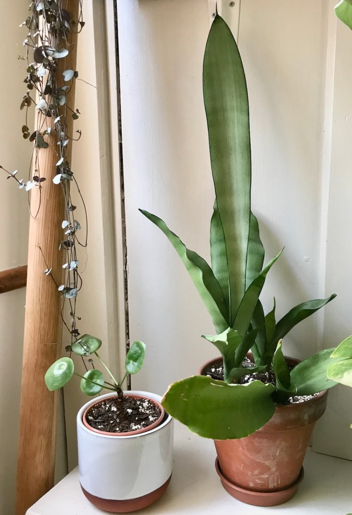 5f7cc-10-of-my-favourite-houseplants-to-give-as-gifts_house_plant_house_blogpost_6.jpg