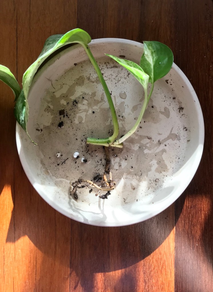 Spring equinoxx repotting diaries: Marble queen pothos propagations