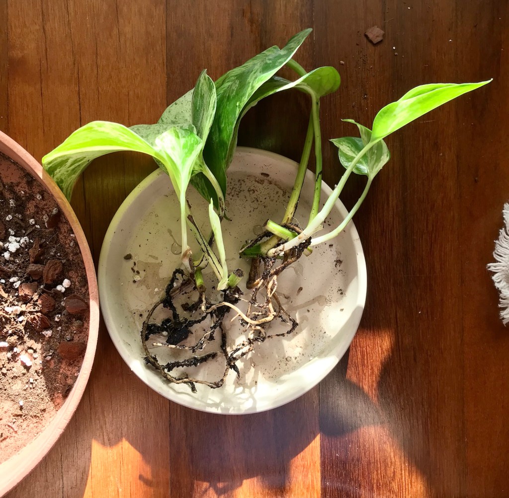 64eef-spring_equinox_repotting_diaries_house_plant_house_blogpost_26-1.jpg