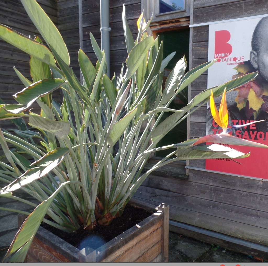 664c9-strelitzia-bird-of-paradise-crane-flower-crane-plant-care-guide-blogpost-house-plant-house_16.jpg