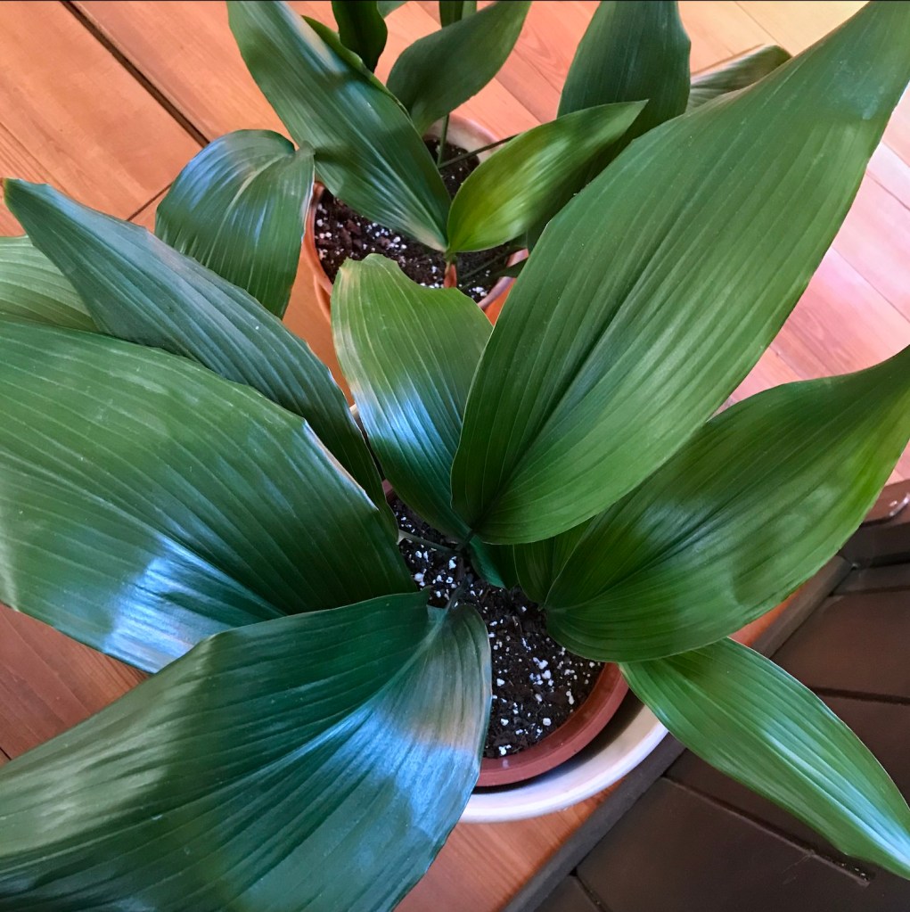 679ba-heirloom-houseplants-celebrating-my-oldest-plants-blogpost-9.jpg