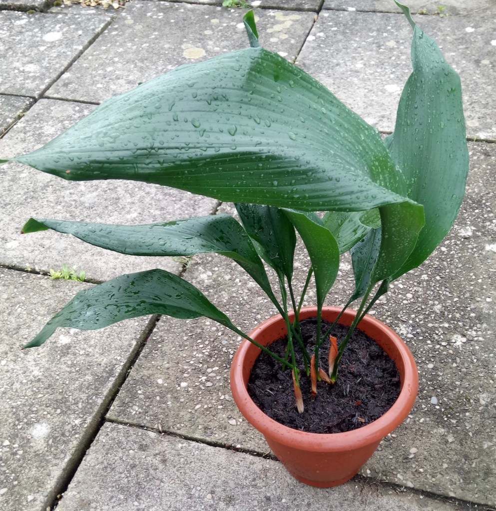 6ffca-then-and-now-an-update-on-my-propagated-houseplants_house_plant_house_blogpost_5.jpg