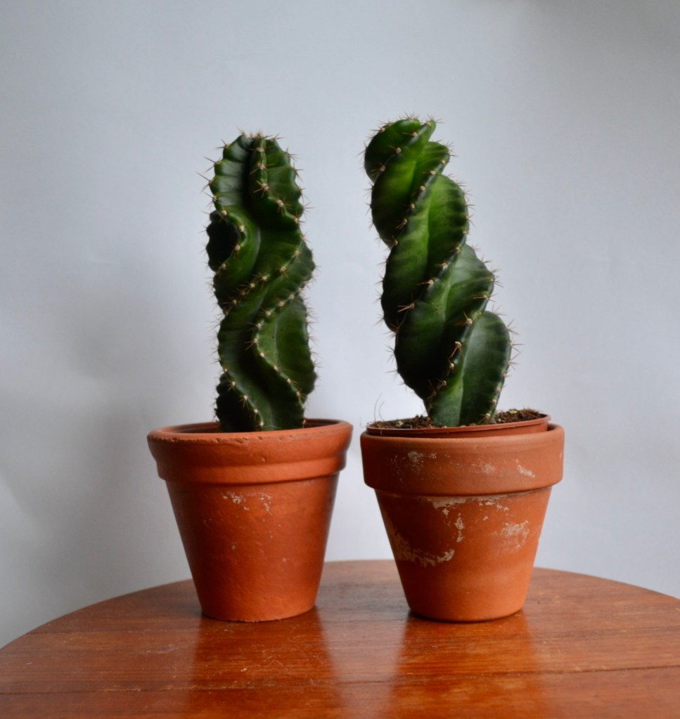 71250-10-of-my-favourite-houseplants-to-give-as-gifts_house_plant_house_blogpost_5.jpg