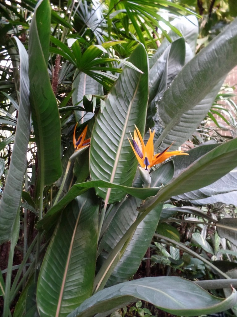 74351-strelitzia-bird-of-paradise-crane-flower-crane-plant-care-guide-blogpost-house-plant-house_8.jpg
