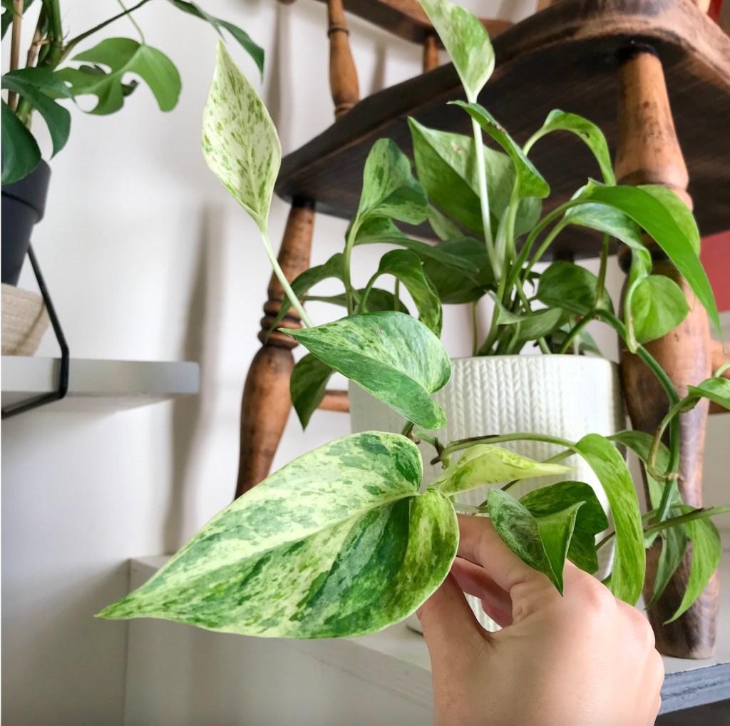 Marble Queen Pothos Propagation 2021