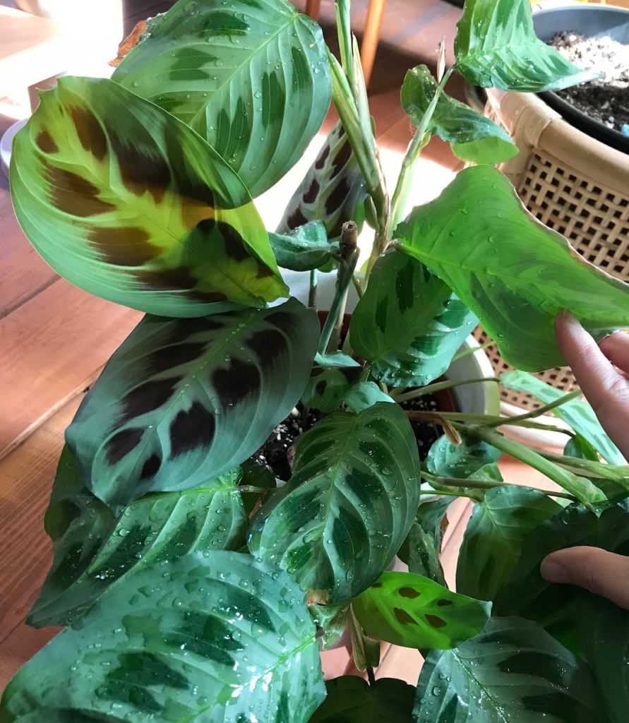 Maranta leuconeura Care Guide - new growth