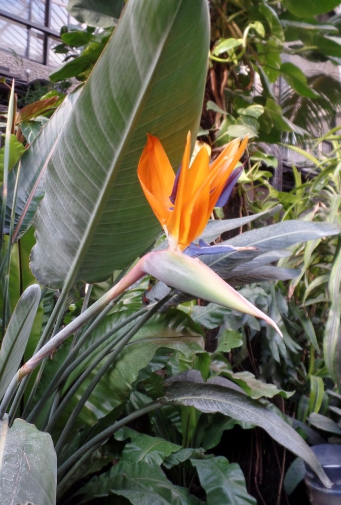 772c7-strelitzia-bird-of-paradise-crane-flower-crane-plant-care-guide-blogpost-house-plant-house_10.jpg