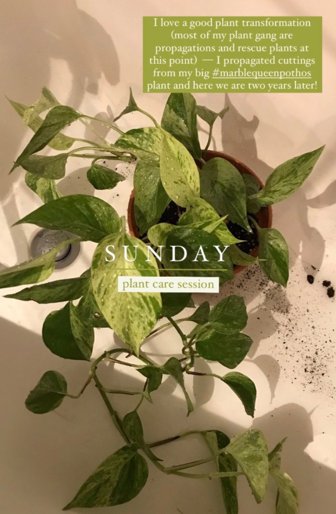 789ab-repotting-diaries-14_house_plant_house_blogpost_tradescantia-aspidistra-marble-queen-soh-begonia-snake-plants-and-more...30.jpg