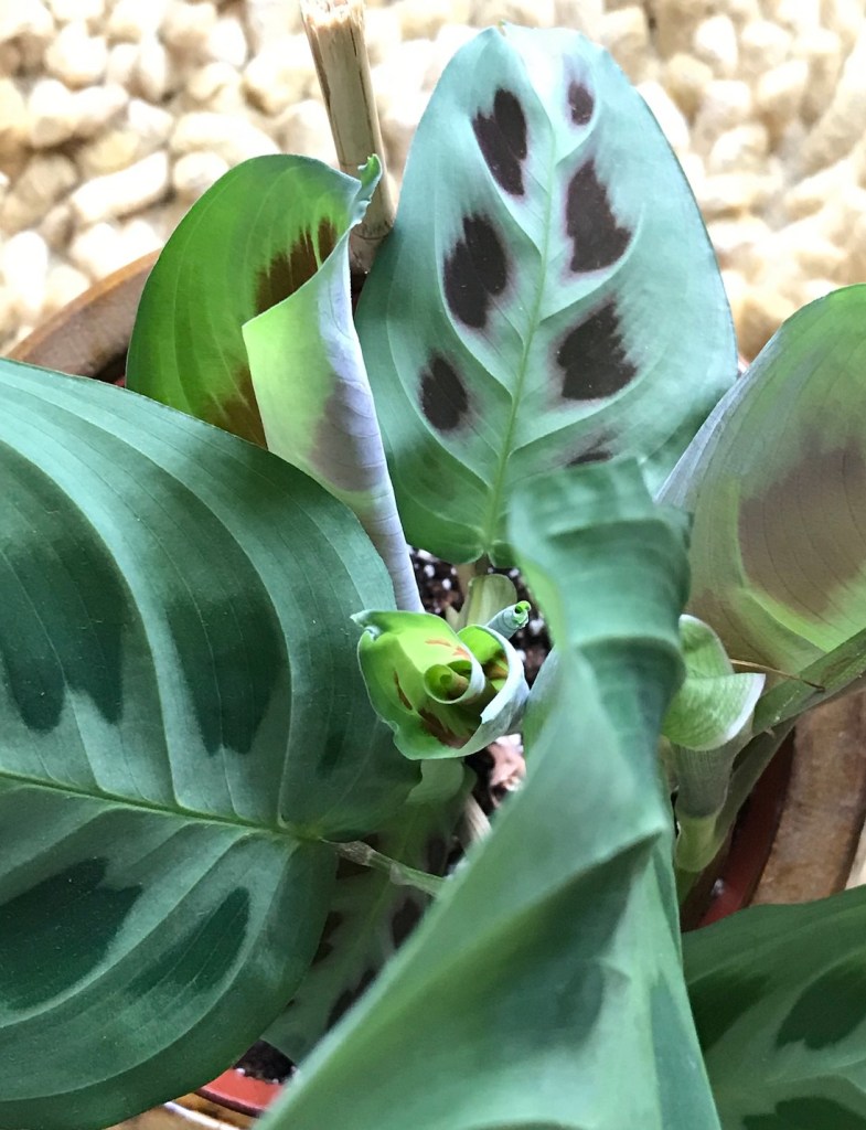 a new leaf starting to unfurl...