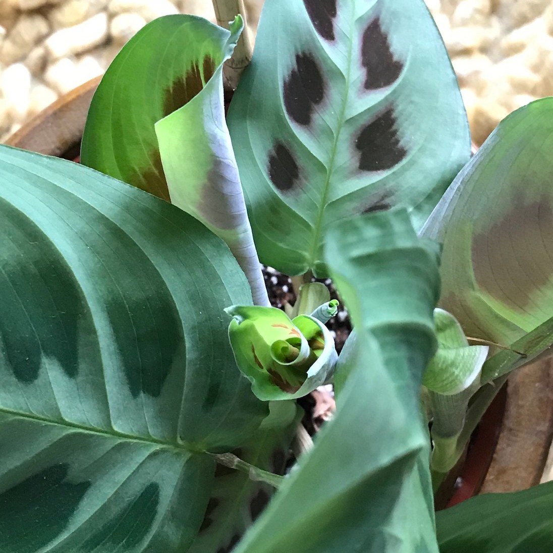 a new leaf starting to unfurl...