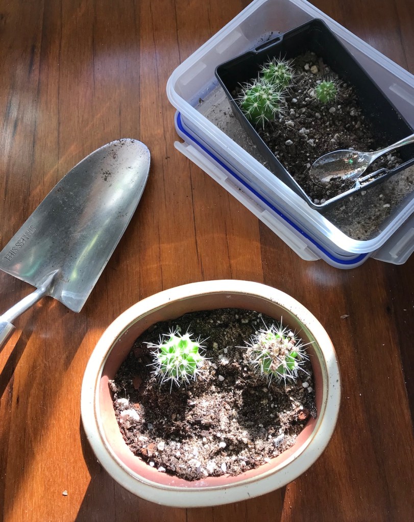 7f303-spring_equinox_repotting_diaries_house_plant_house_blogpost_22.jpg