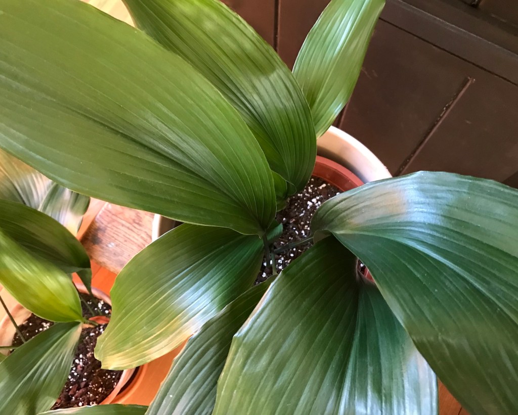 81c19-repotting-diaries-14_house_plant_house_blogpost_tradescantia-aspidistra-marble-queen-soh-begonia-snake-plants-and-more...19.jpg