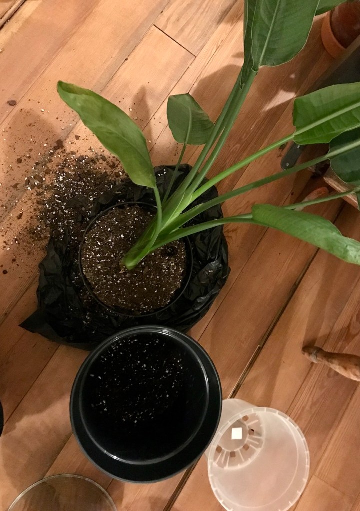 8453d-spring_equinox_repotting_diaries_house_plant_house_blogpost_5.jpg