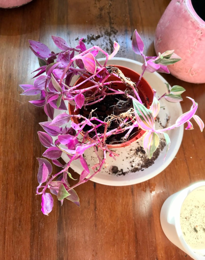 Tradescantia fluminensis tricolour propagations: Spring equinox repotting