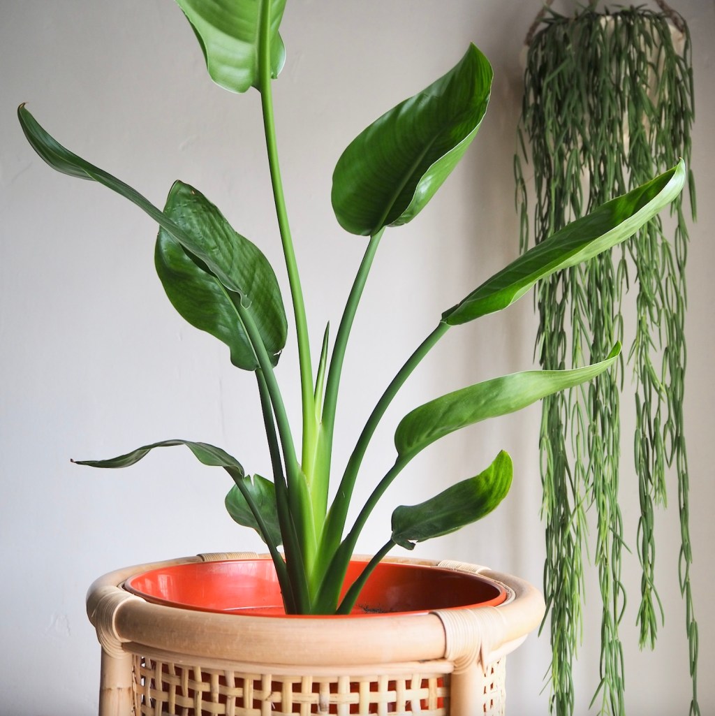 8963f-strelitzia-bird-of-paradise-crane-flower-crane-plant-care-guide-blogpost-house-plant-house_5.jpg