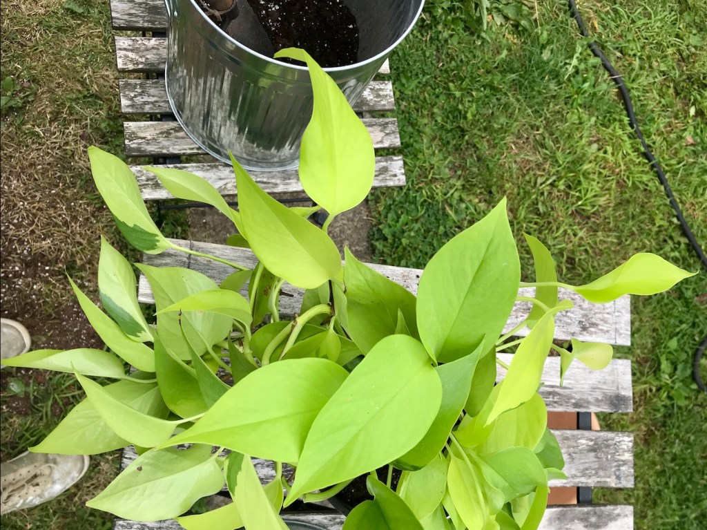 8b5ad-then-and-now-an-update-on-my-propagated-houseplants_14_neon_pothos-783669479-1645478421655.jpg