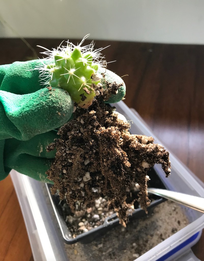 8d4a8-spring_equinox_repotting_diaries_house_plant_house_blogpost_21.jpg
