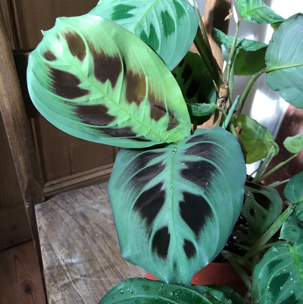 Maranta leuconeura Care Guide