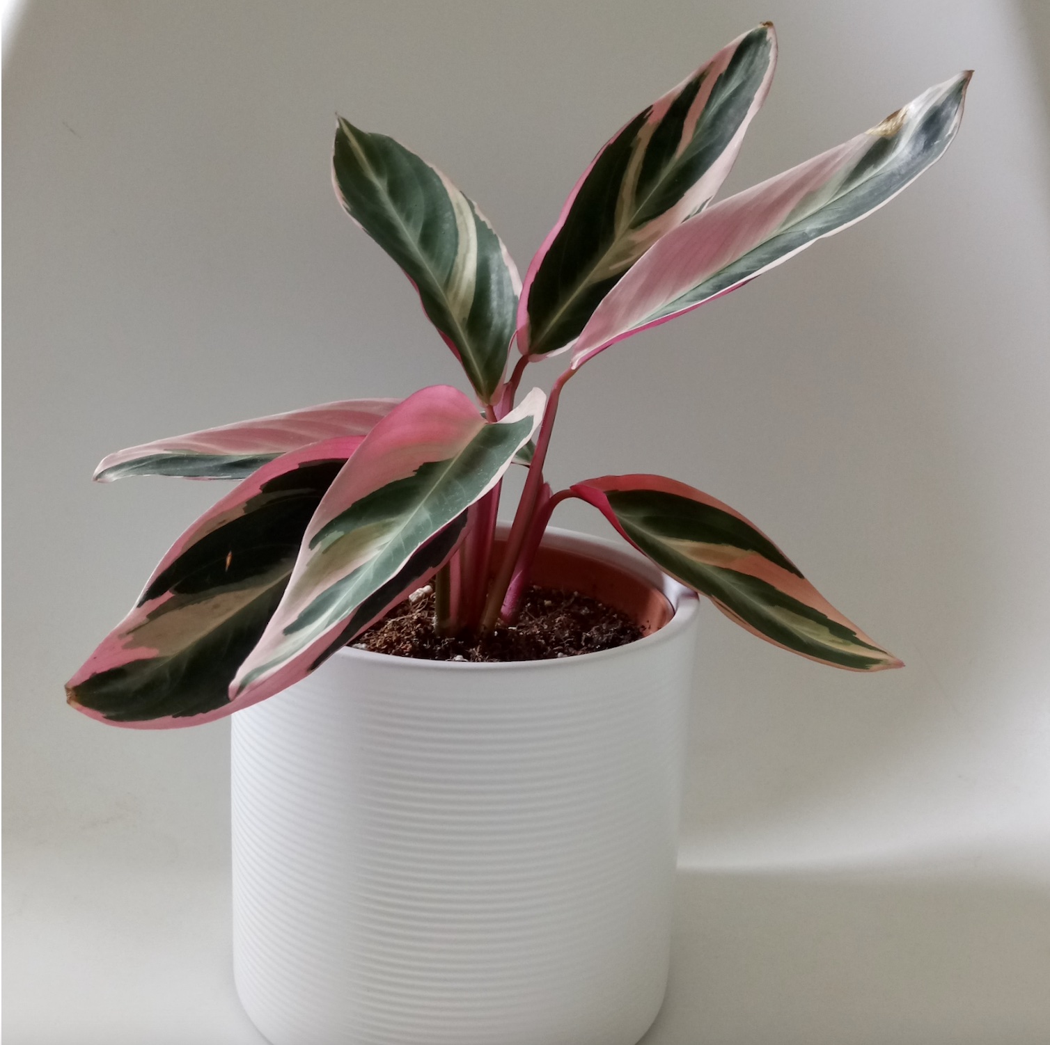 Stromanthe propagation by division