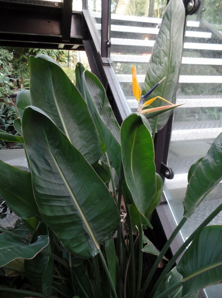 94de0-strelitzia-bird-of-paradise-crane-flower-crane-plant-care-guide-blogpost-house-plant-house_9.jpg